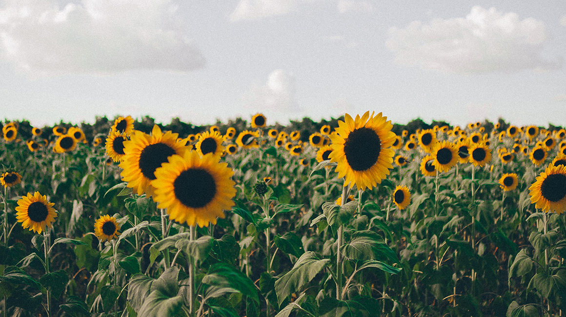 The Wild Pumpkin - Beaverton, Michigan - Pumpkin Patch and Farm