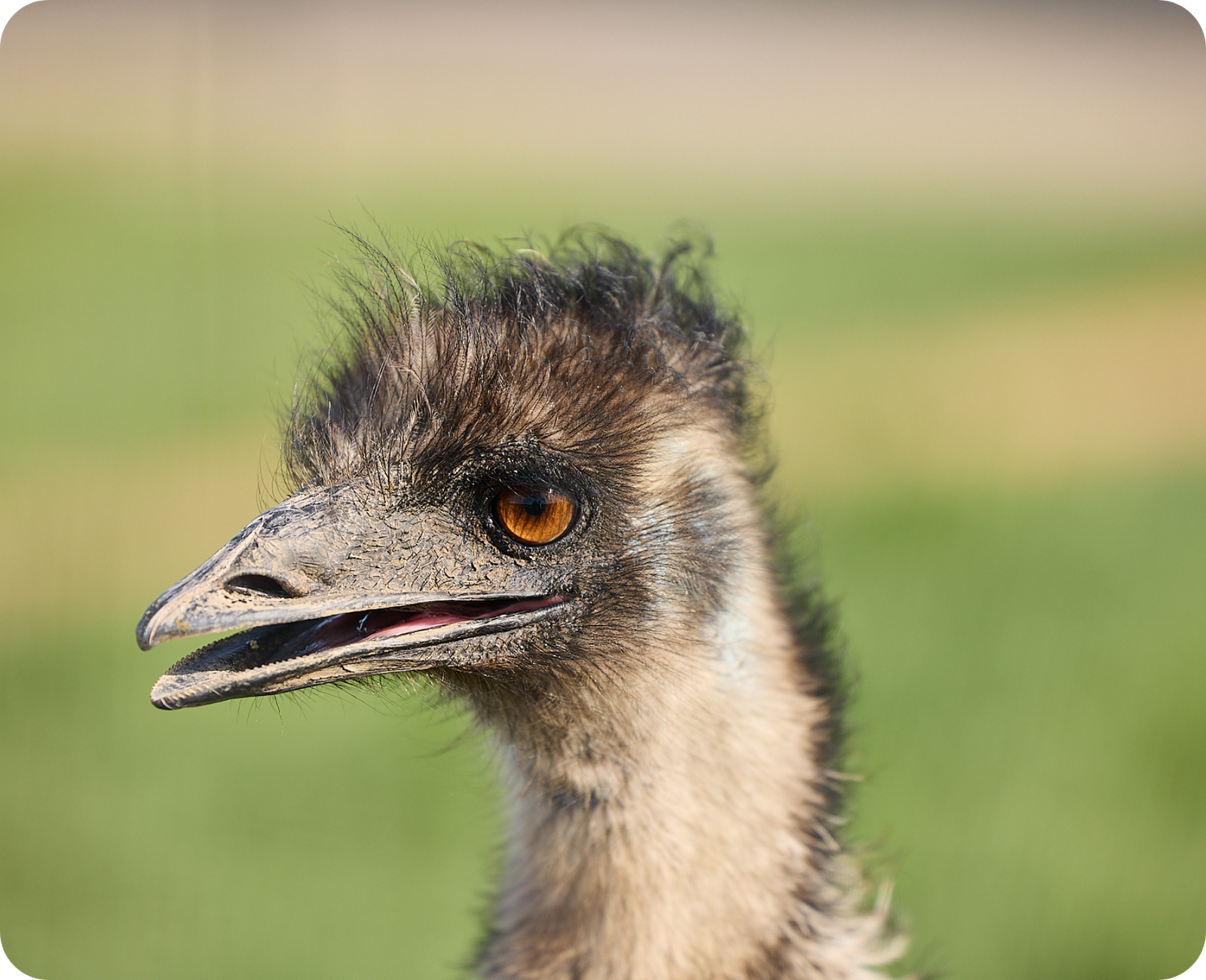 Emus